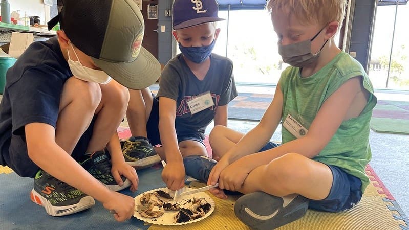 mushroom dissection