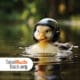 Duck in helement